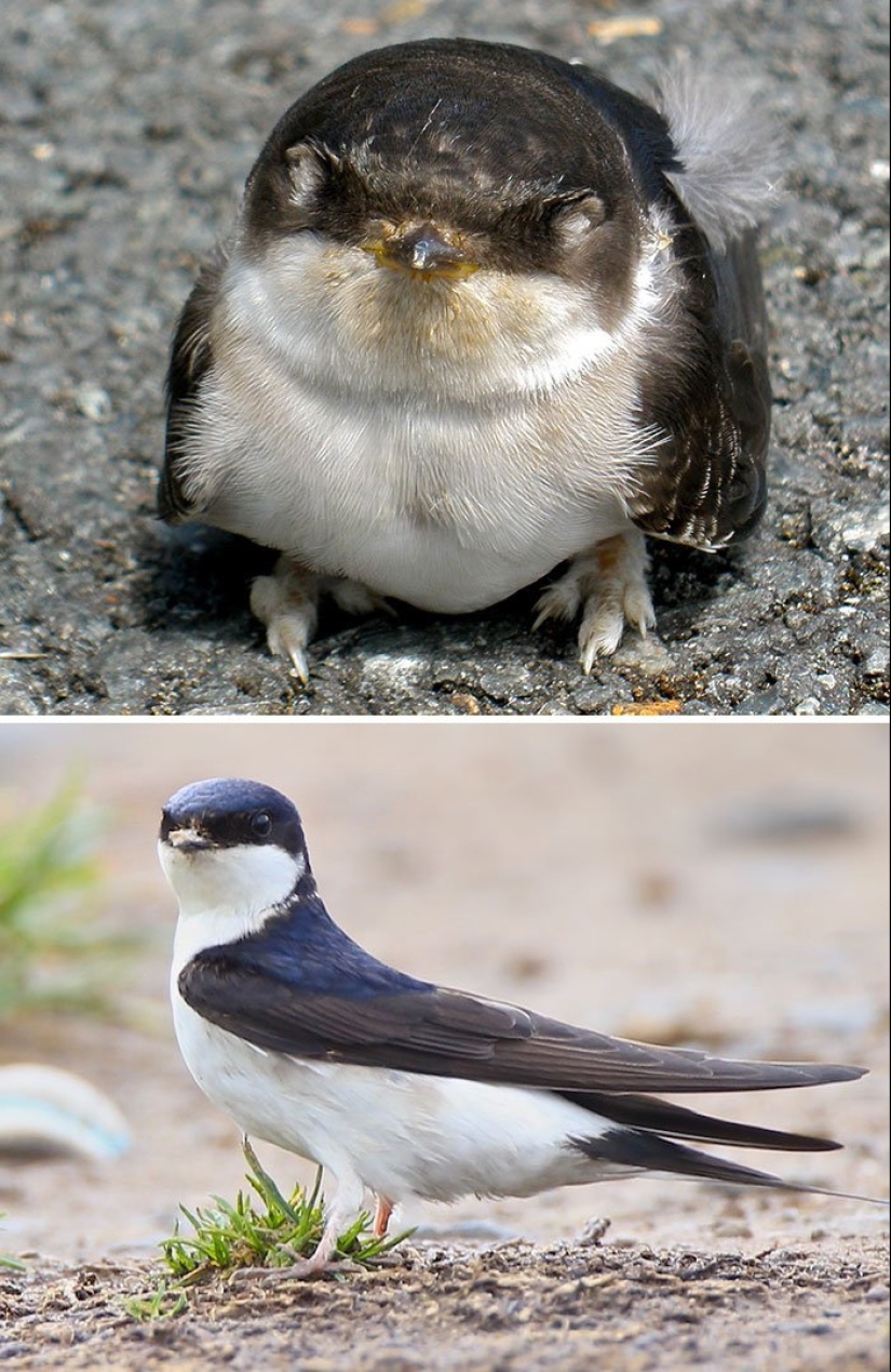 The Ugly Duckling and his 40 friends: what do the chicks of famous (and not so) birds look like