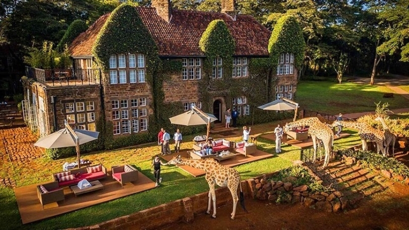 The unique Giraffe Manor Hotel offers giraffe dinners