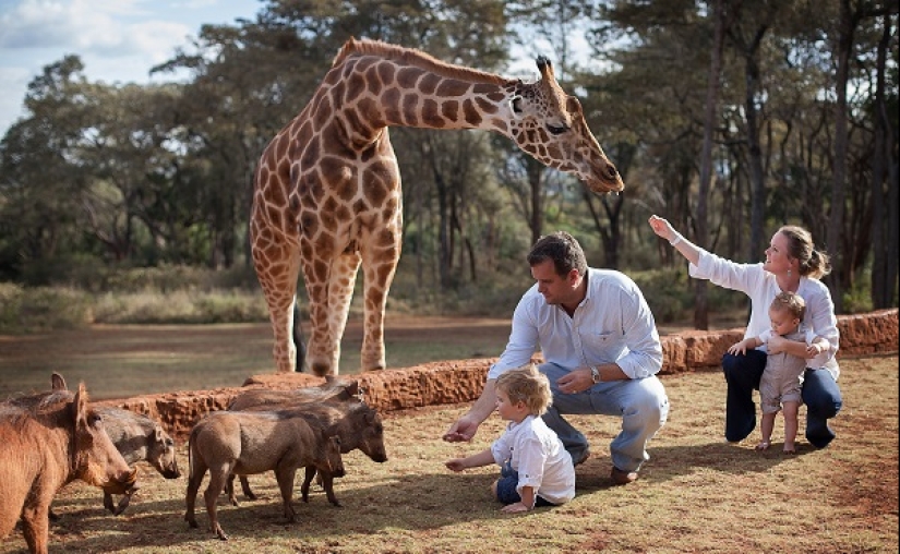 The unique Giraffe Manor Hotel offers giraffe dinners