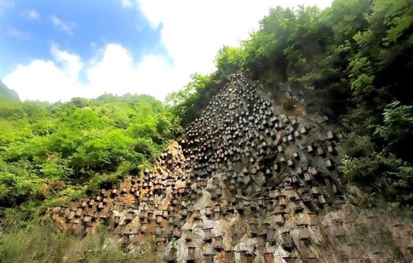 The unique hive wall is the only wild bee sanctuary in China