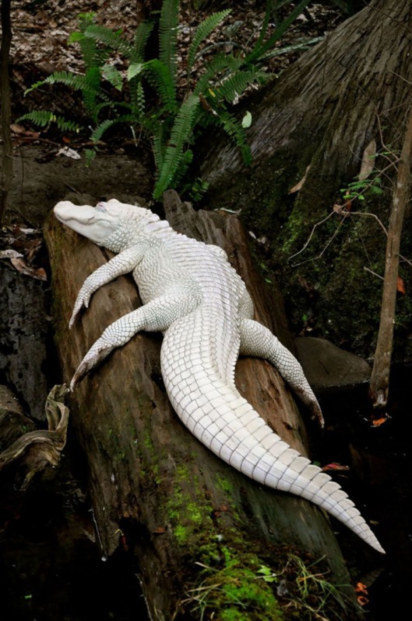 The vagaries of nature: albino animals