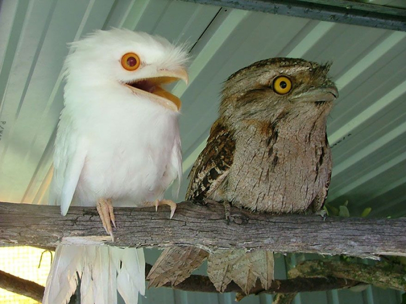 The vagaries of nature: albino animals