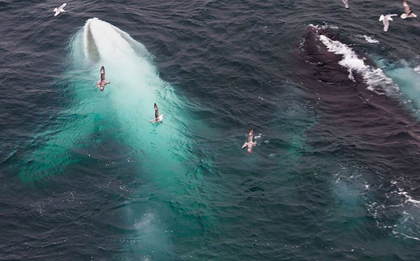 The vagaries of nature: albino animals