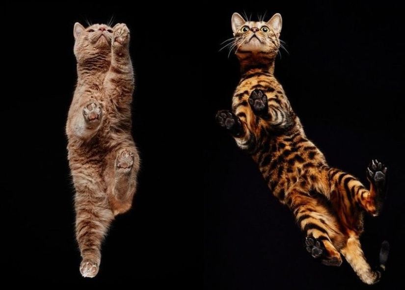 The view from below: a wonderful cat photos from an unusual angle