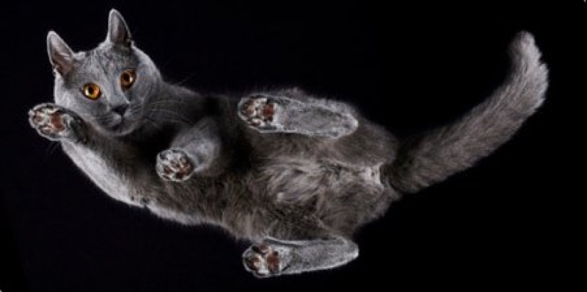 The view from below: a wonderful cat photos from an unusual angle