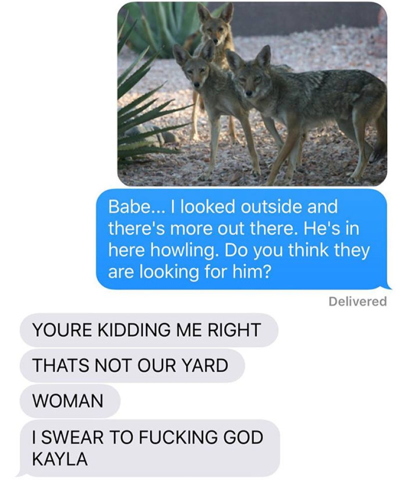 The wife dragged the coyote home and asked her husband if it was possible to leave him