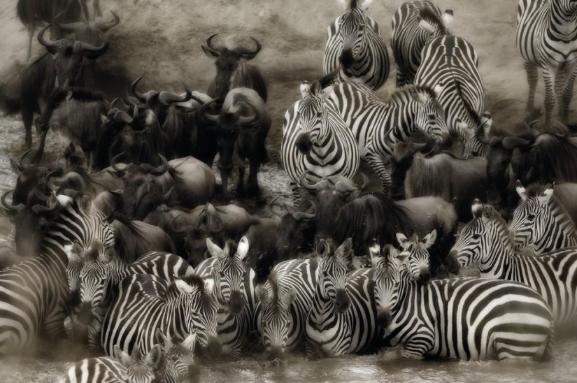 The Wild Side of Africa