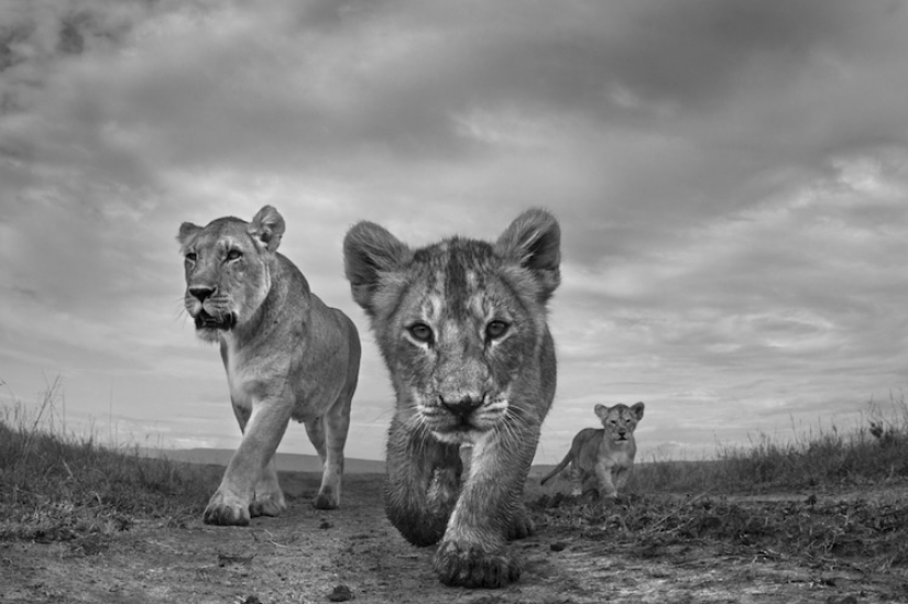 The world in black and white: the best works of the MonoVisions 2017 photo contest