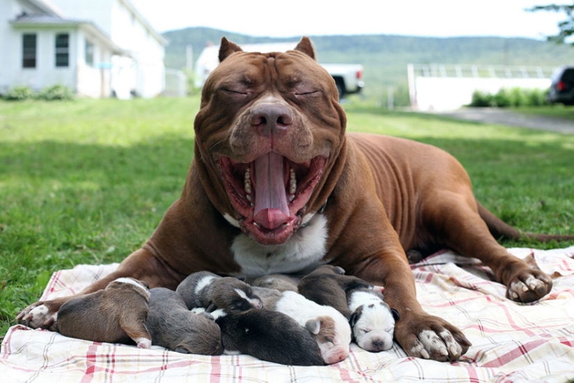 The world&#39;s largest pit bull has become a dad!