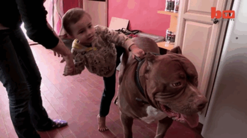 The world&#39;s largest pit bull has become a dad!