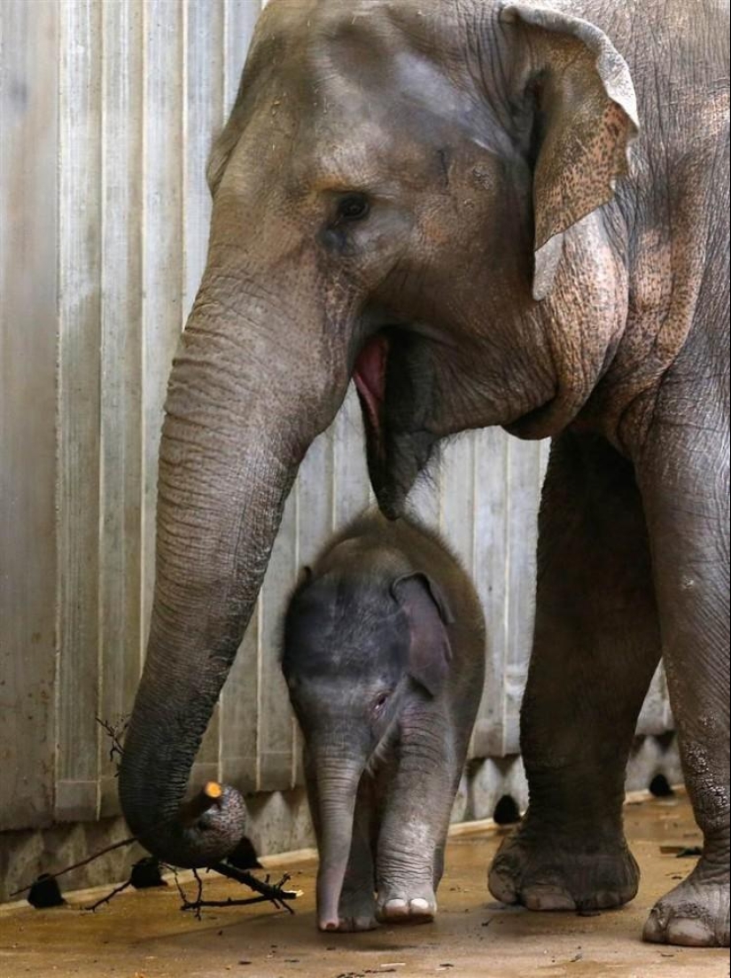 The youngest inhabitants of zoos in the world