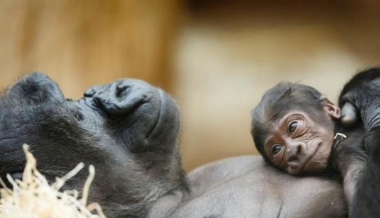 The youngest inhabitants of zoos in the world