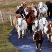 There are more ponies on this fabulous island than people