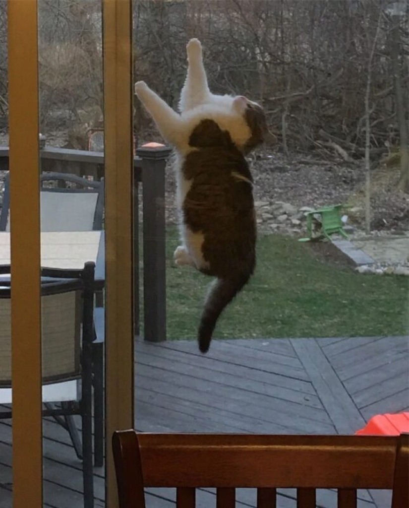 There is no attraction anymore: 30 cats who wanted to spit on the laws of physics