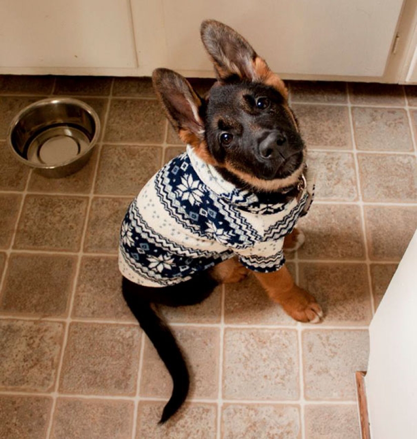 These 20 photos of insanely cute animals in sweaters will keep you warm
