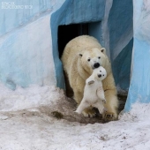 These animals will teach you to be good parents