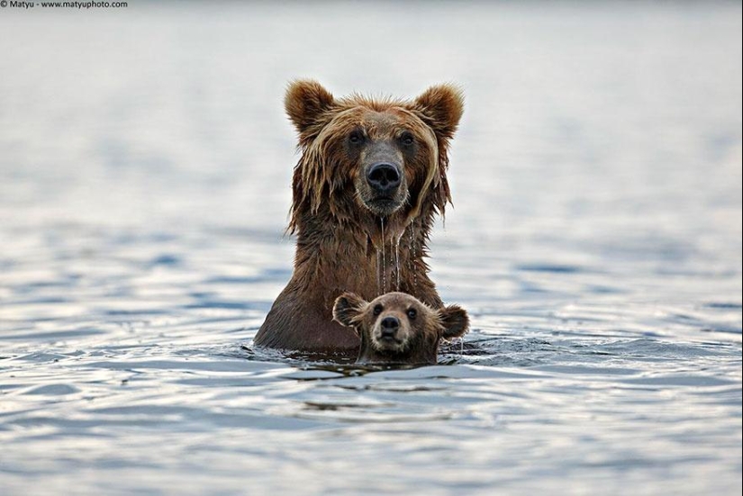 These animals will teach you to be good parents