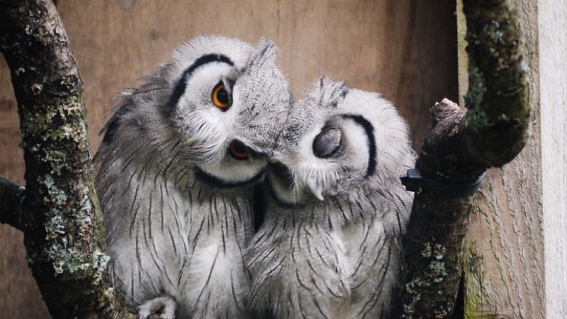 These are the 100 most valuable pictures of owls of all time