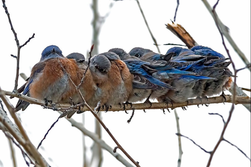 These birds know how to cuddle!