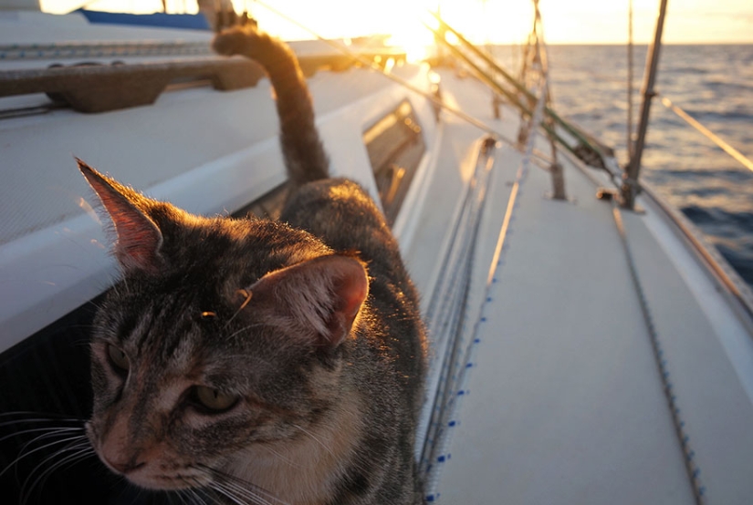 These two left everything and went traveling — with their cat
