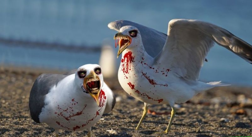 "They are ready for anything": in Britain, "zombie seagulls" rob drug addicts