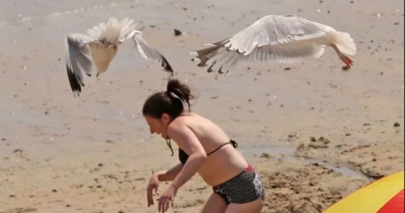 "They are ready for anything": in Britain, "zombie seagulls" rob drug addicts