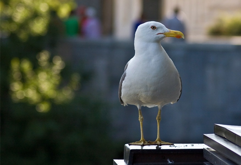 "They are ready for anything": in Britain, "zombie seagulls" rob drug addicts
