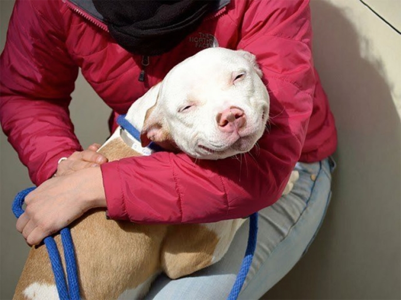 They had a home for the first time: dogs from the shelter on the first day with new owners