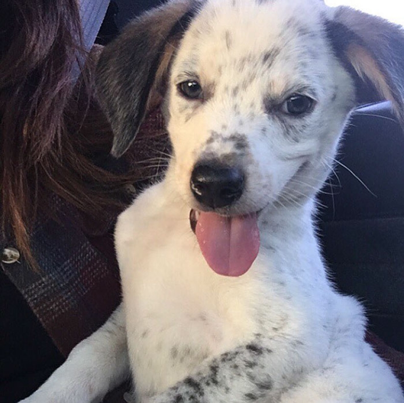 They had a home for the first time: dogs from the shelter on the first day with new owners