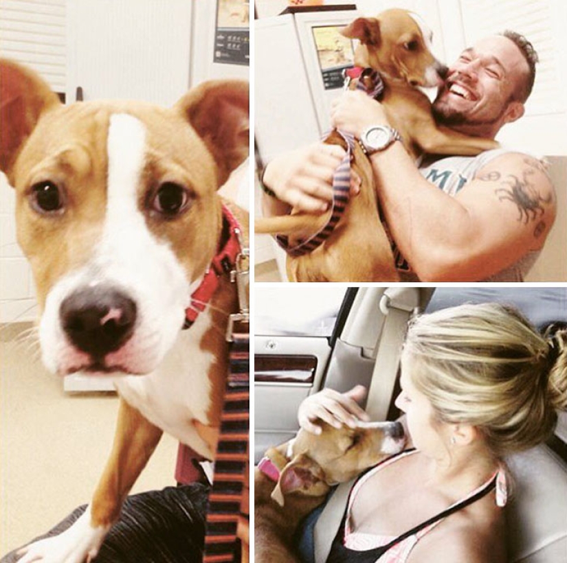 They had a home for the first time: dogs from the shelter on the first day with new owners