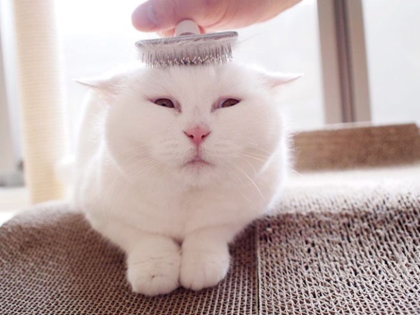 This 17-year-old cat is Japan&#39;s laziest internet star