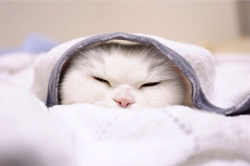 This 17-year-old cat is Japan&#39;s laziest internet star