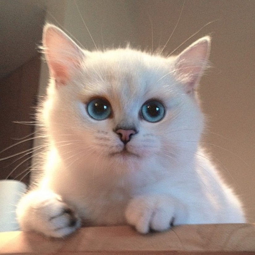This cat has the most beautiful eyes in the world