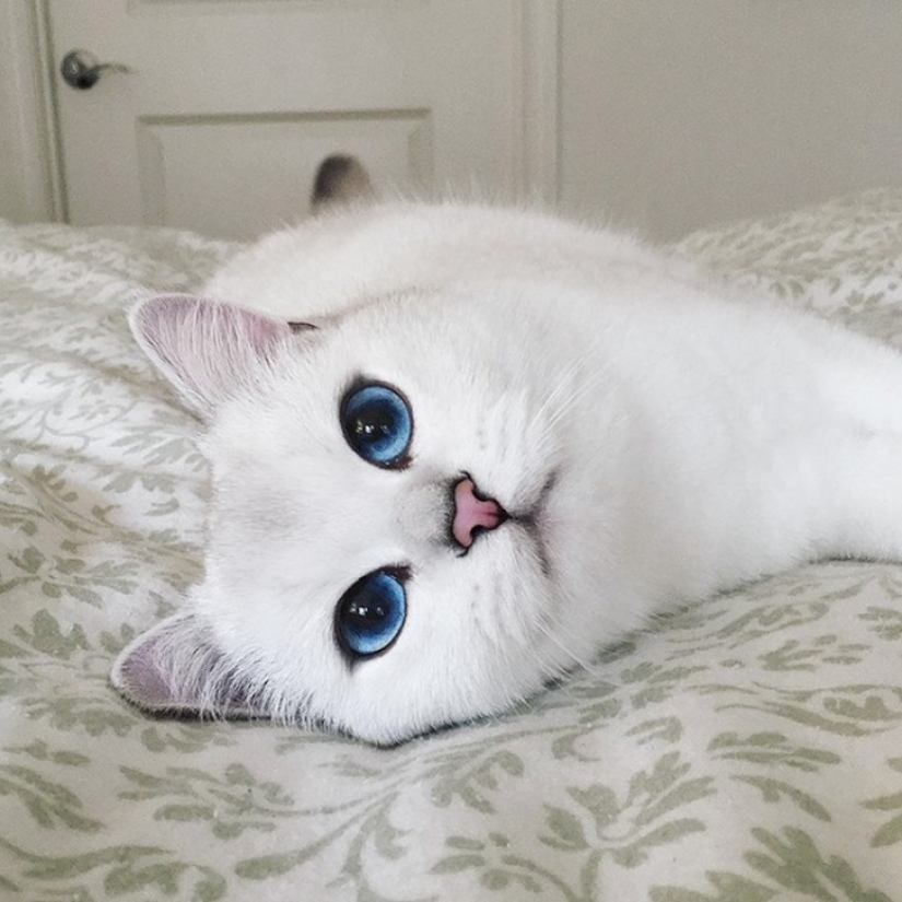 This cat has the most beautiful eyes in the world