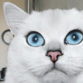 This cat has the most beautiful eyes in the world