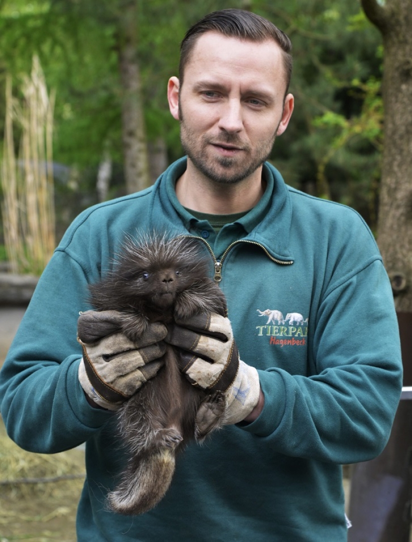 This porcupine is wild