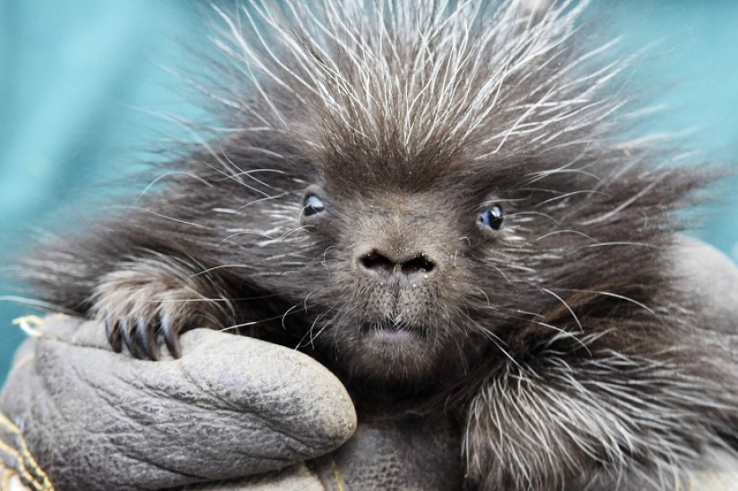 This porcupine is wild