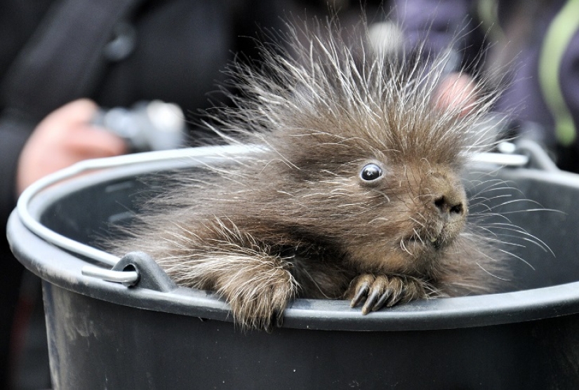 This porcupine is wild