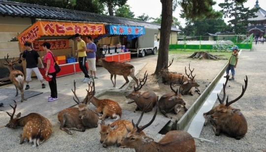 Thousands of deer flood the streets of a Japanese city