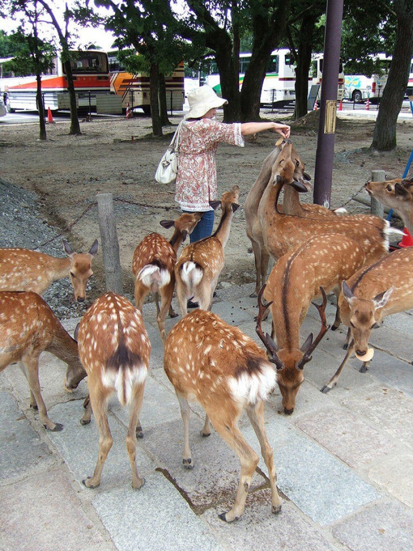 Thousands of deer flood the streets of a Japanese city