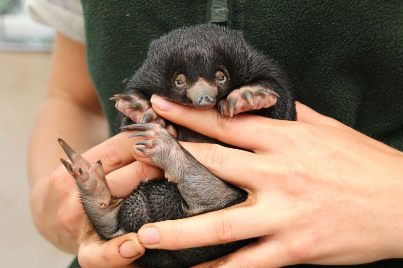 Three little echidnas were born in captivity for the first time in 29 years
