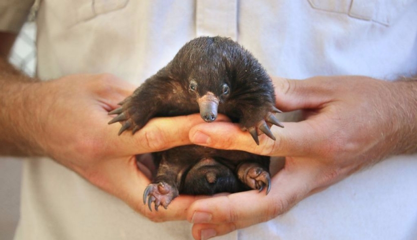 Three little echidnas were born in captivity for the first time in 29 years
