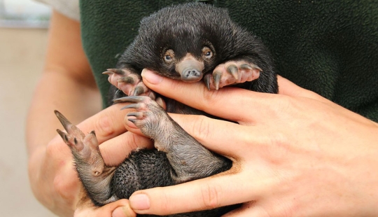 Three little echidnas were born in captivity for the first time in 29 years