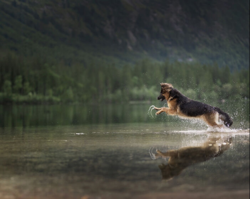 Through The Lens Of A Dog Lover: 15 Of My Favorite Photographs I Took