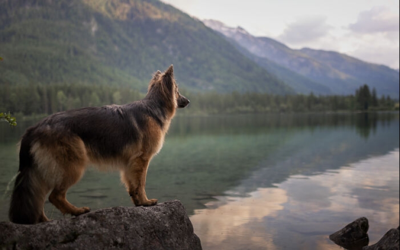 Through The Lens Of A Dog Lover: 15 Of My Favorite Photographs I Took