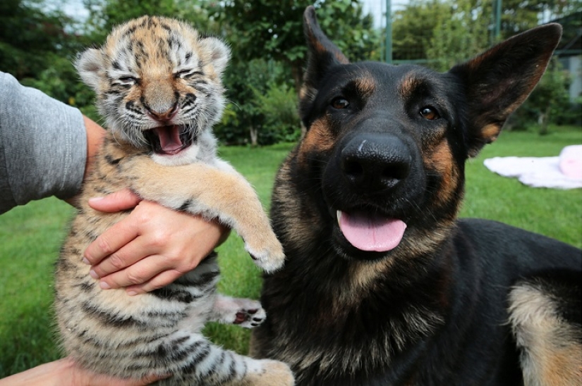 Tiger cub abandoned by mother is raised by dogs