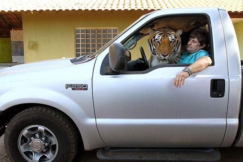 Tiger instead of a pet: 7 predators live in a Brazilian family