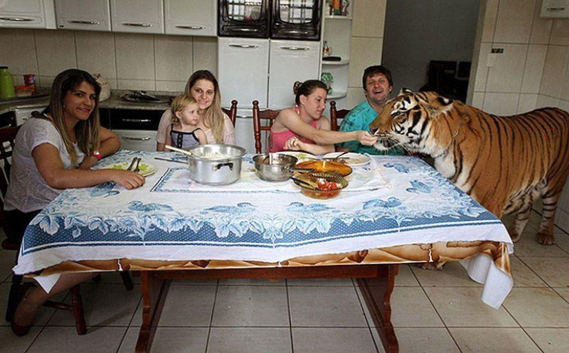 Tiger instead of a pet: 7 predators live in a Brazilian family