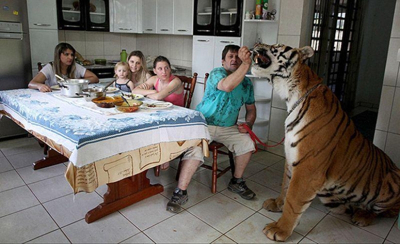 Tiger instead of a pet: 7 predators live in a Brazilian family