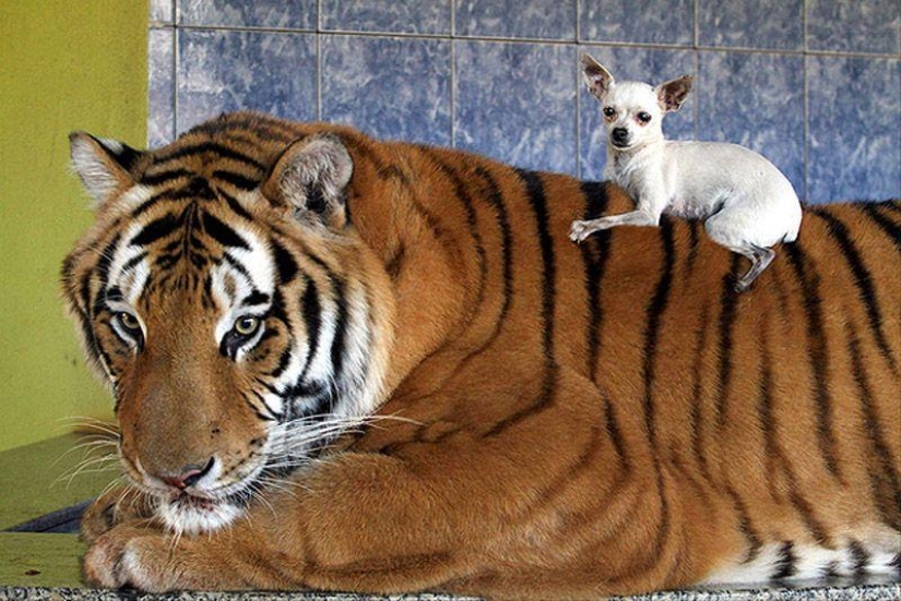 Tiger instead of a pet: 7 predators live in a Brazilian family